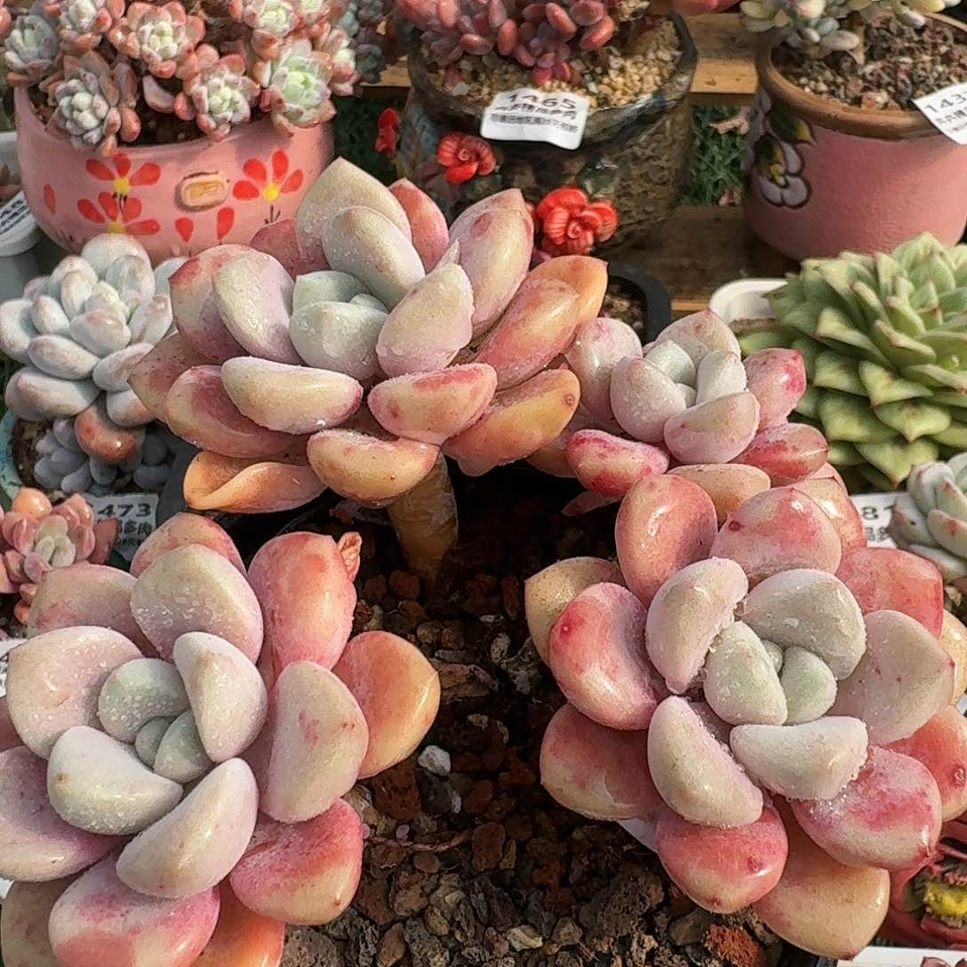 1408一物一拍（满28包邮）