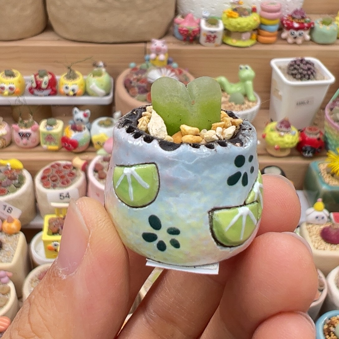 加***记多肉植物70号拇指盆