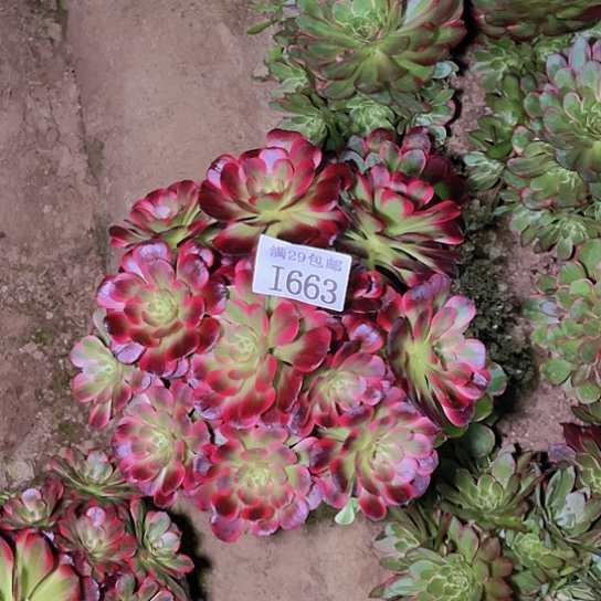 663安娜多肉植物