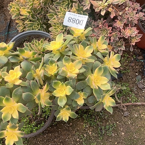 88艳日辉多肉有砍福利款