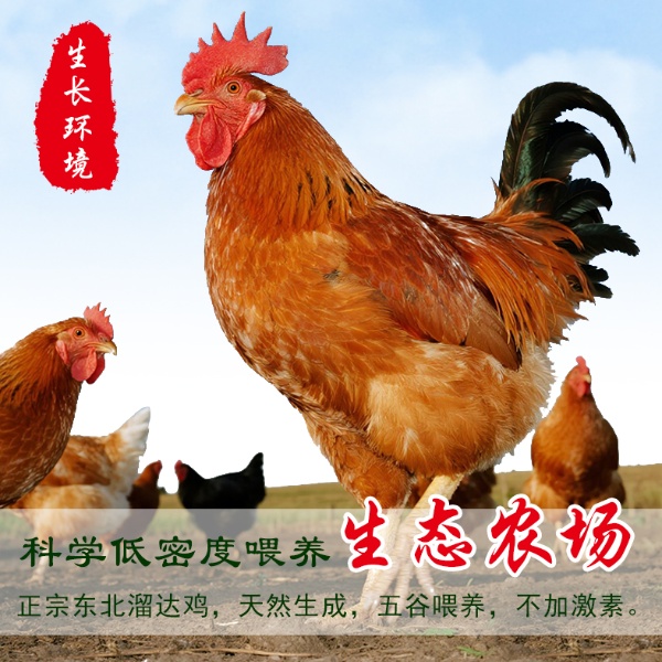（爆品推荐）农村大公鸡三只黄爪+1斤鸡胗+1斤鸡心共净重10斤左右