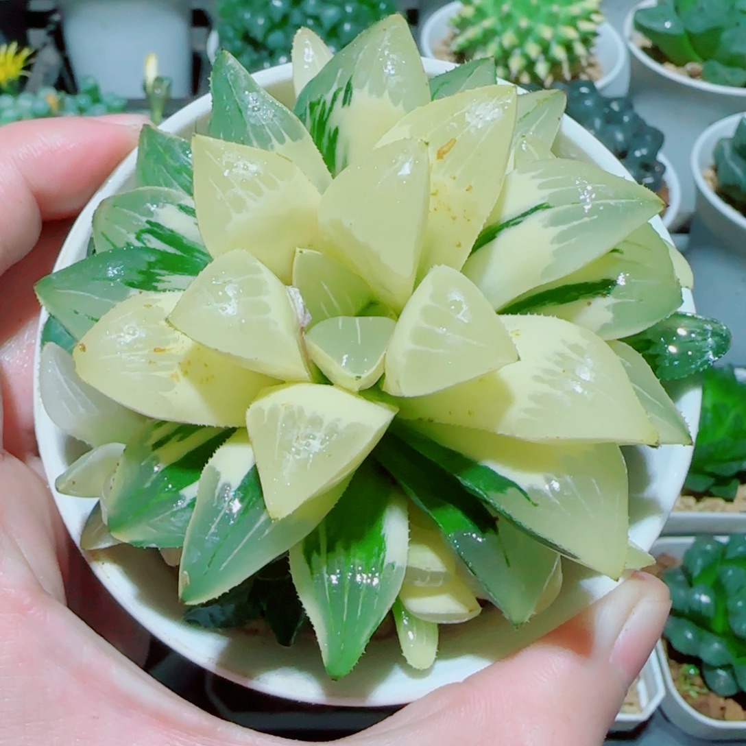 手捧花姬寿锦多肉