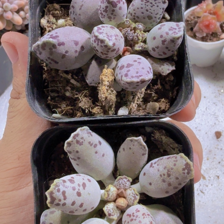 丸叶海豹多肉一颗
