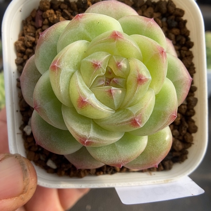 一物一拍一物一拍1116-383