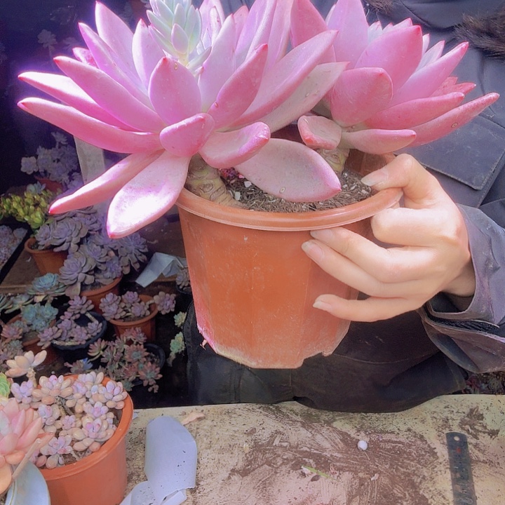 燕***砼桃花源多肉植物福利处理