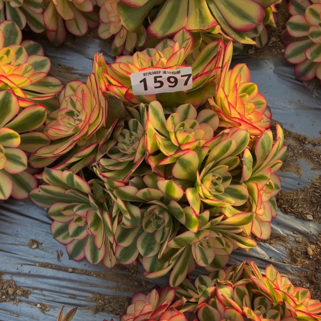 1597荔枝多肉植物