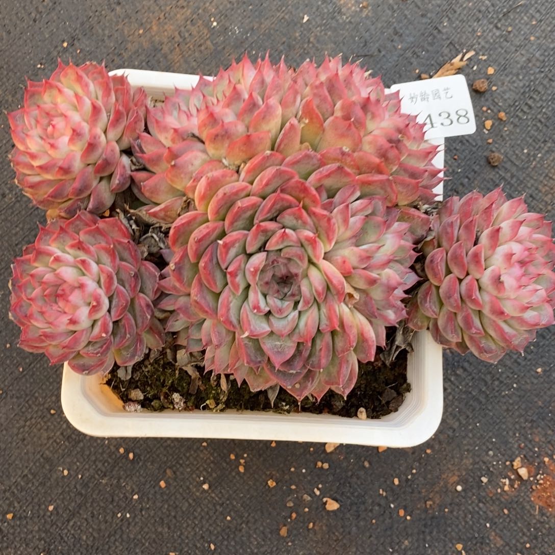 7438杂交多肉老桩