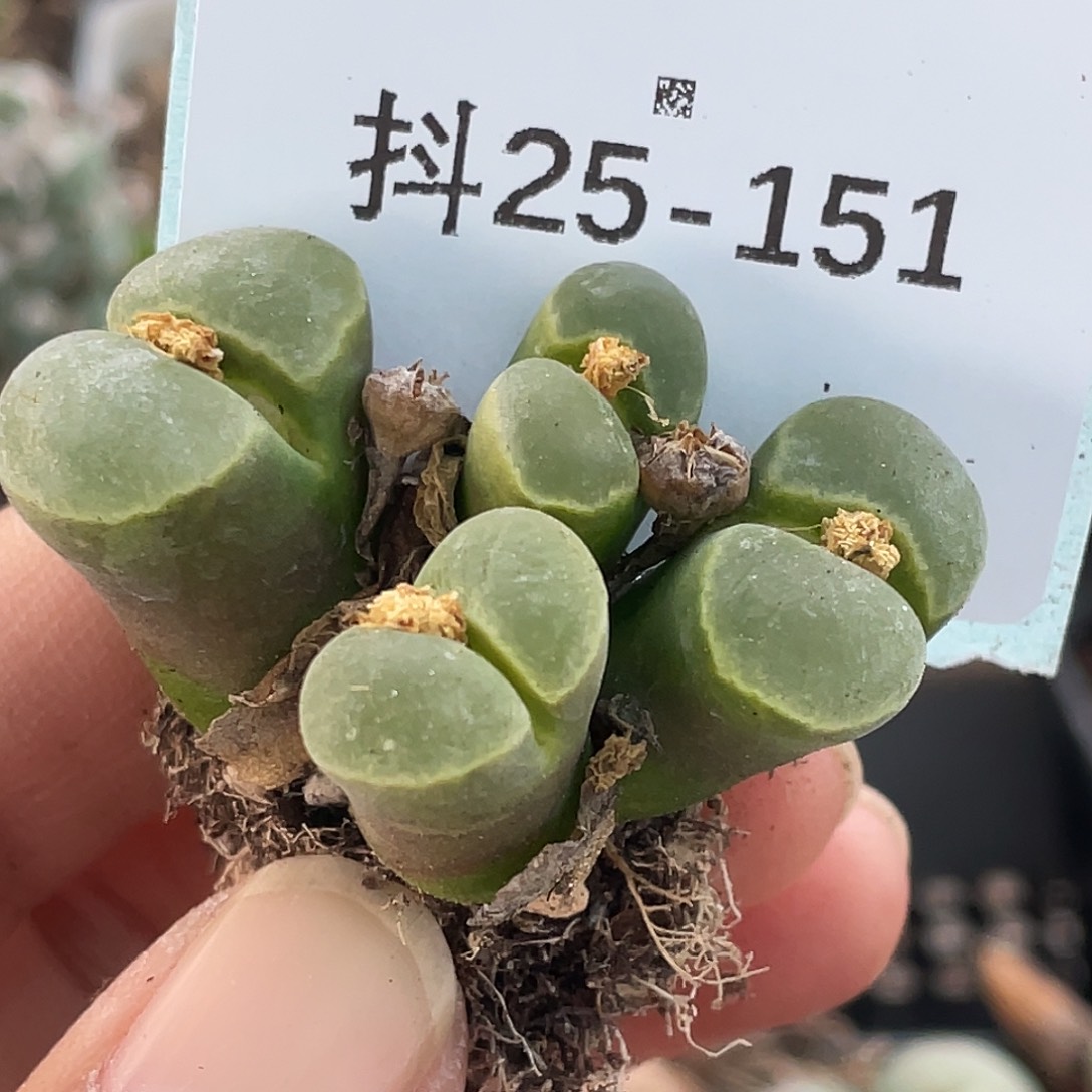 栗***壳25-151肉锥多肉植物