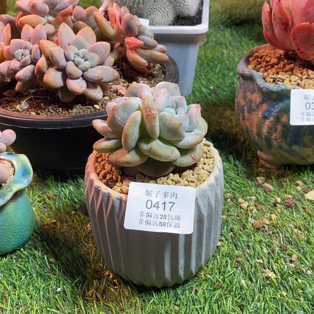 0417啊啊啊啊啊A