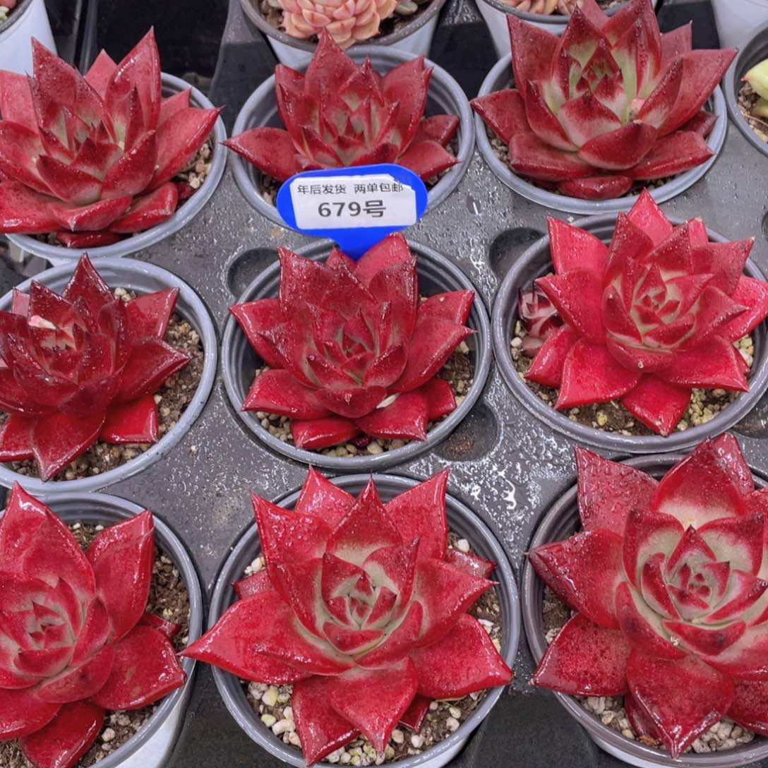 679号宽叶全状态罗宾单头一个