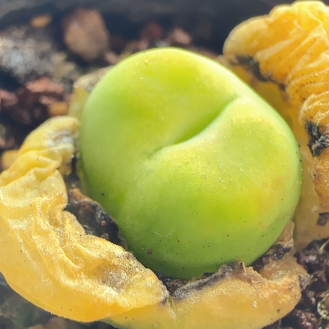 28包邮脱土发货29522