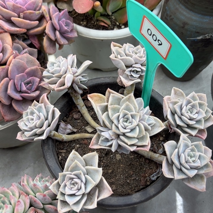 安*哈里多肉植物009