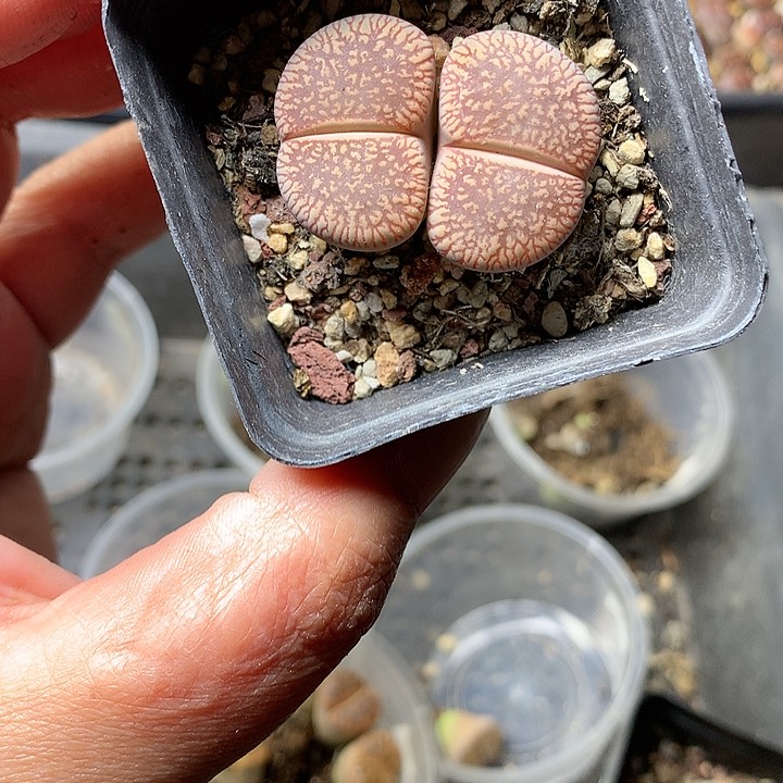 K80多肉植物保护
