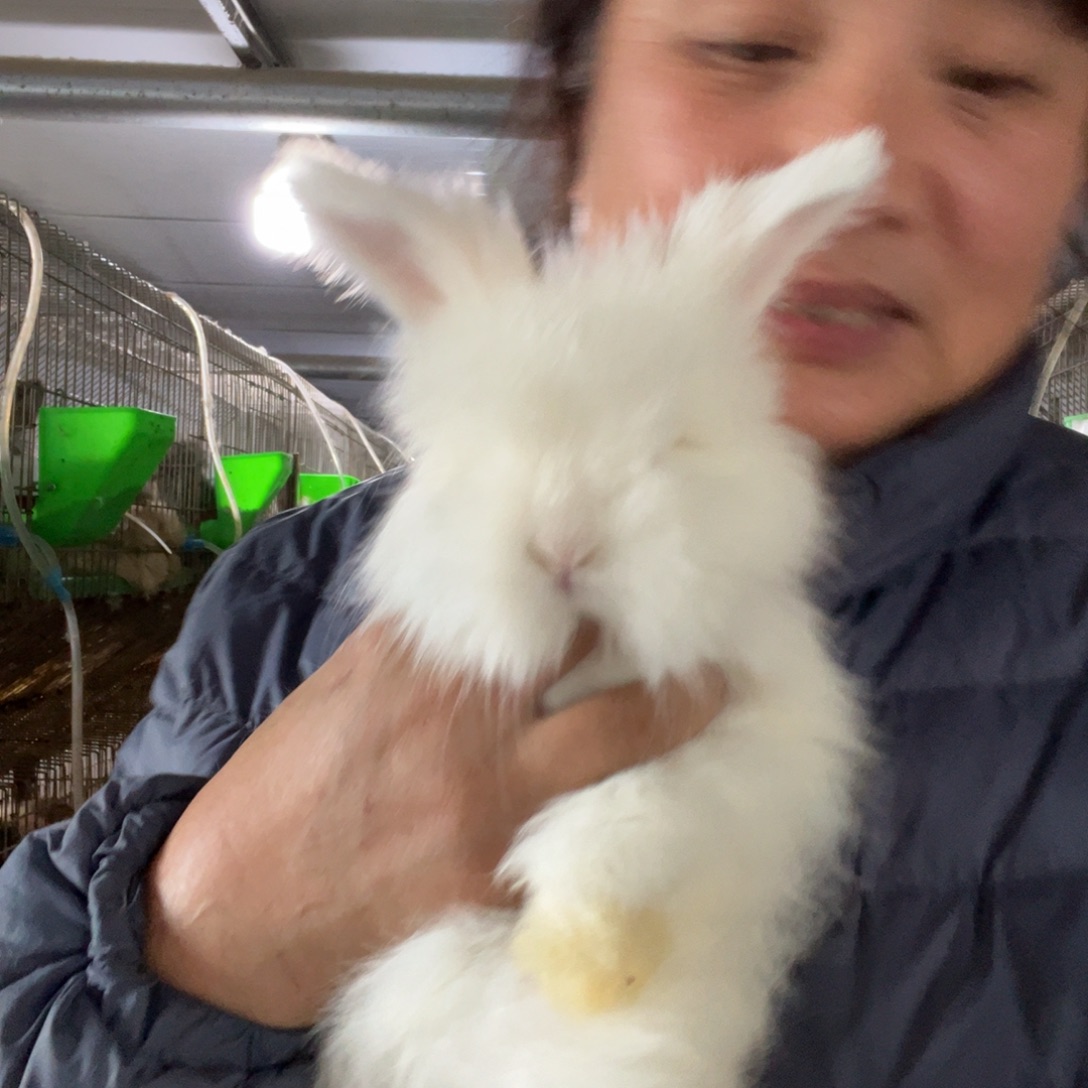 宠物兔英系安哥拉兔