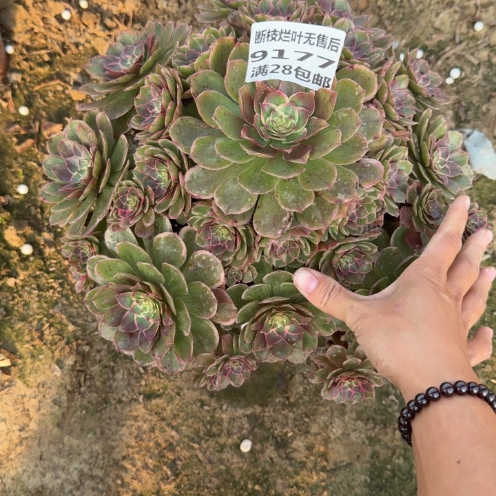 女***氓9177二号棚莲花座E