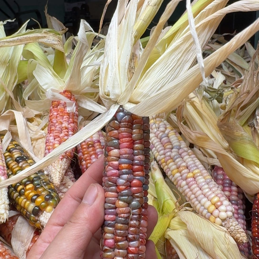 桐****柏香籽/百香籽吊坠