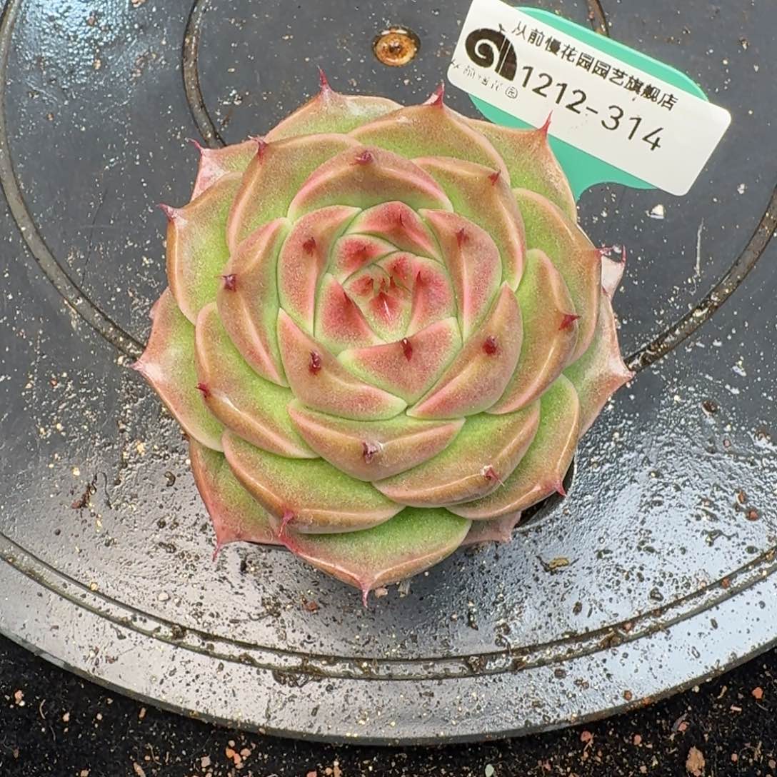 从前慢多肉精选编号1212.314