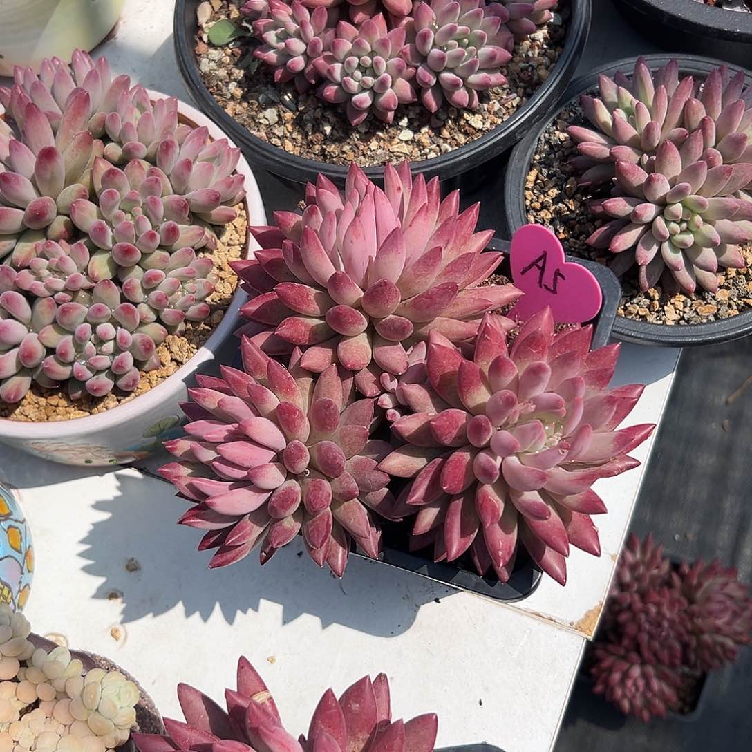 洋*娘多肉葡萄干和草莓干