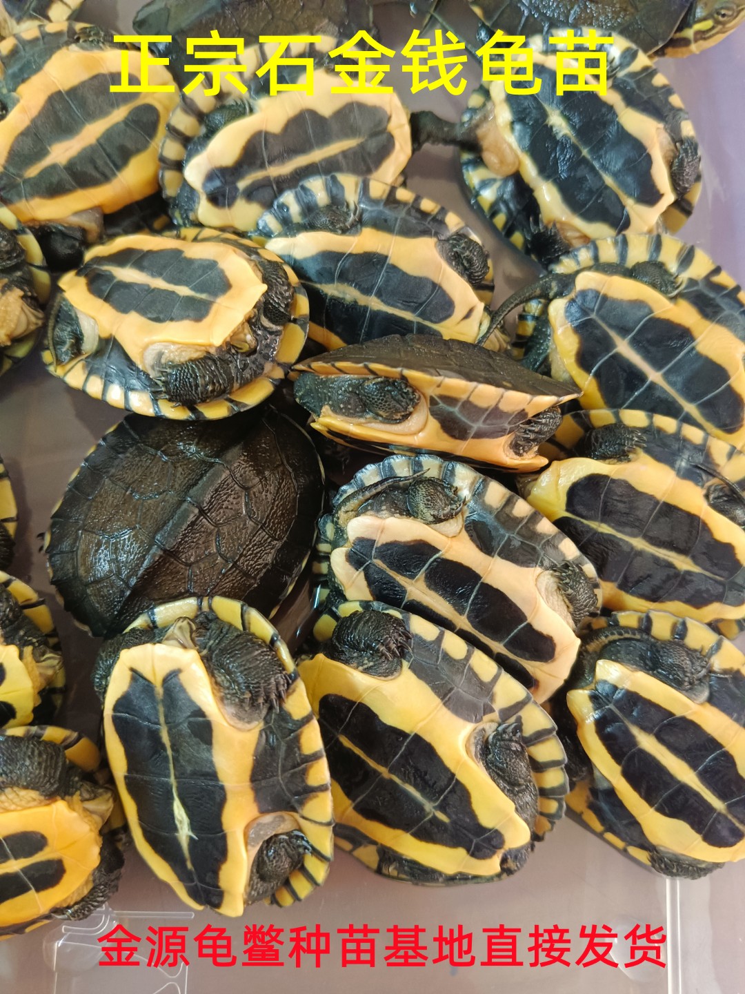2025纯种石金钱龟苗（免费配送龟粮和养殖技术手册）