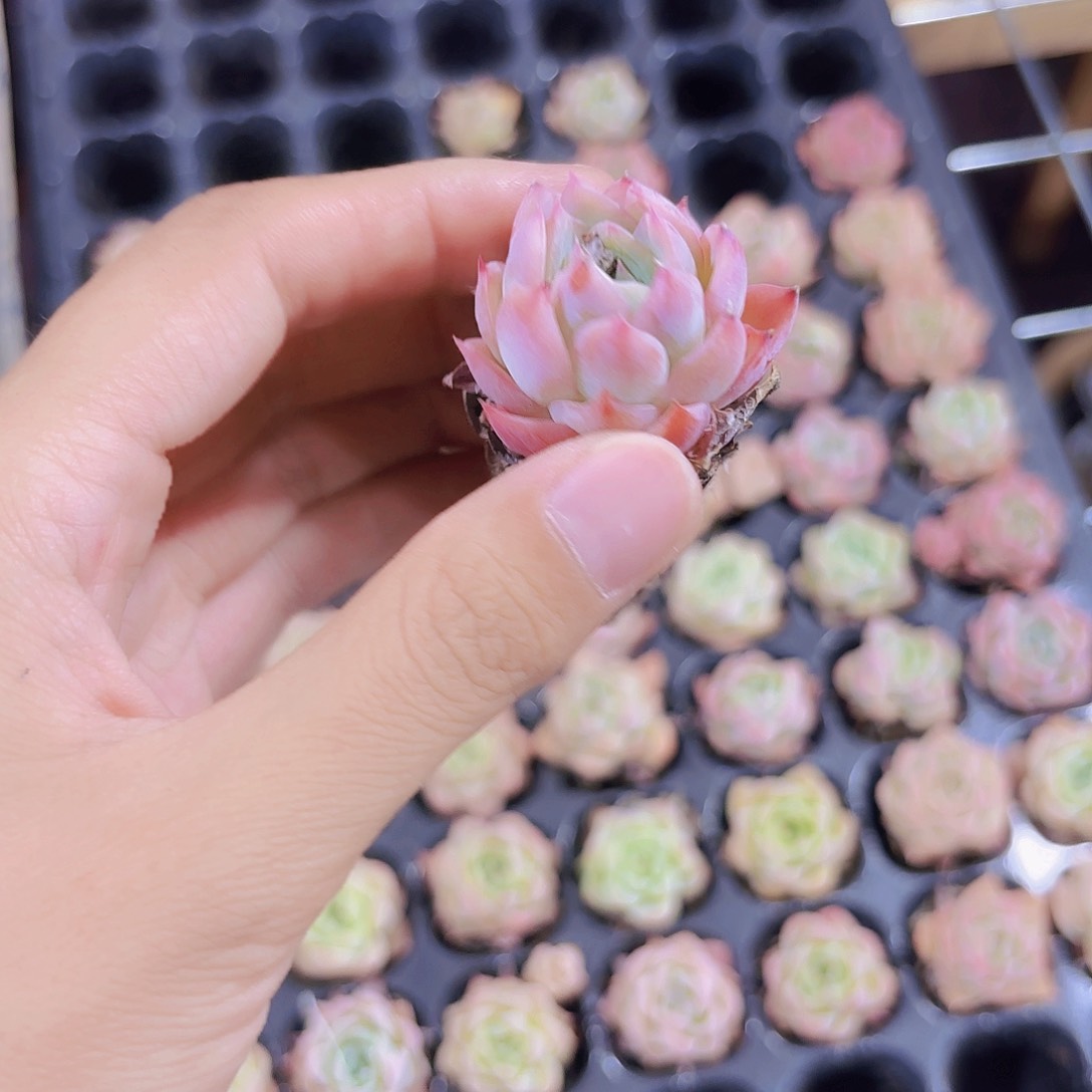 小穴苗莎莎女王多肉植物