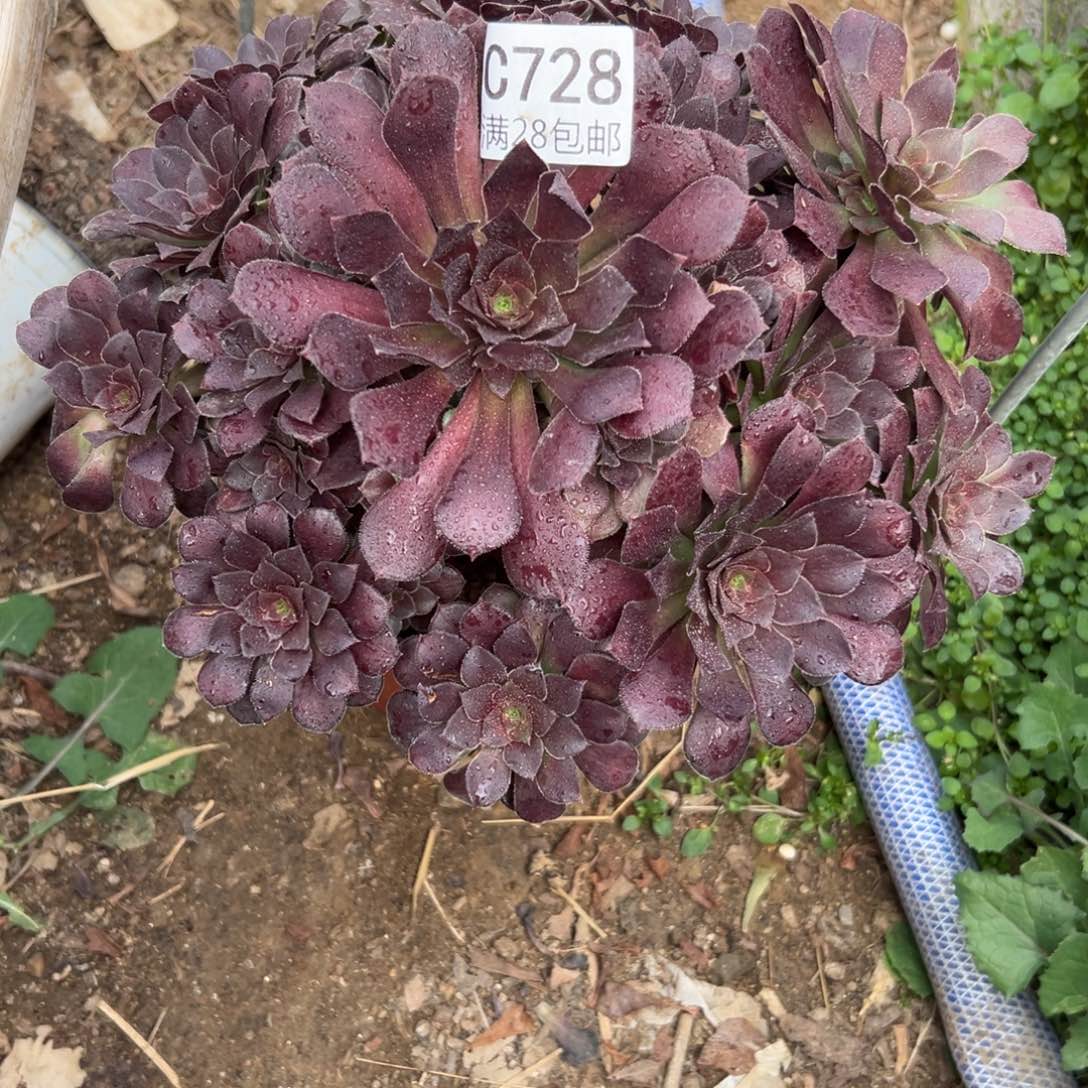 728多肉植物    荷兰玫瑰    