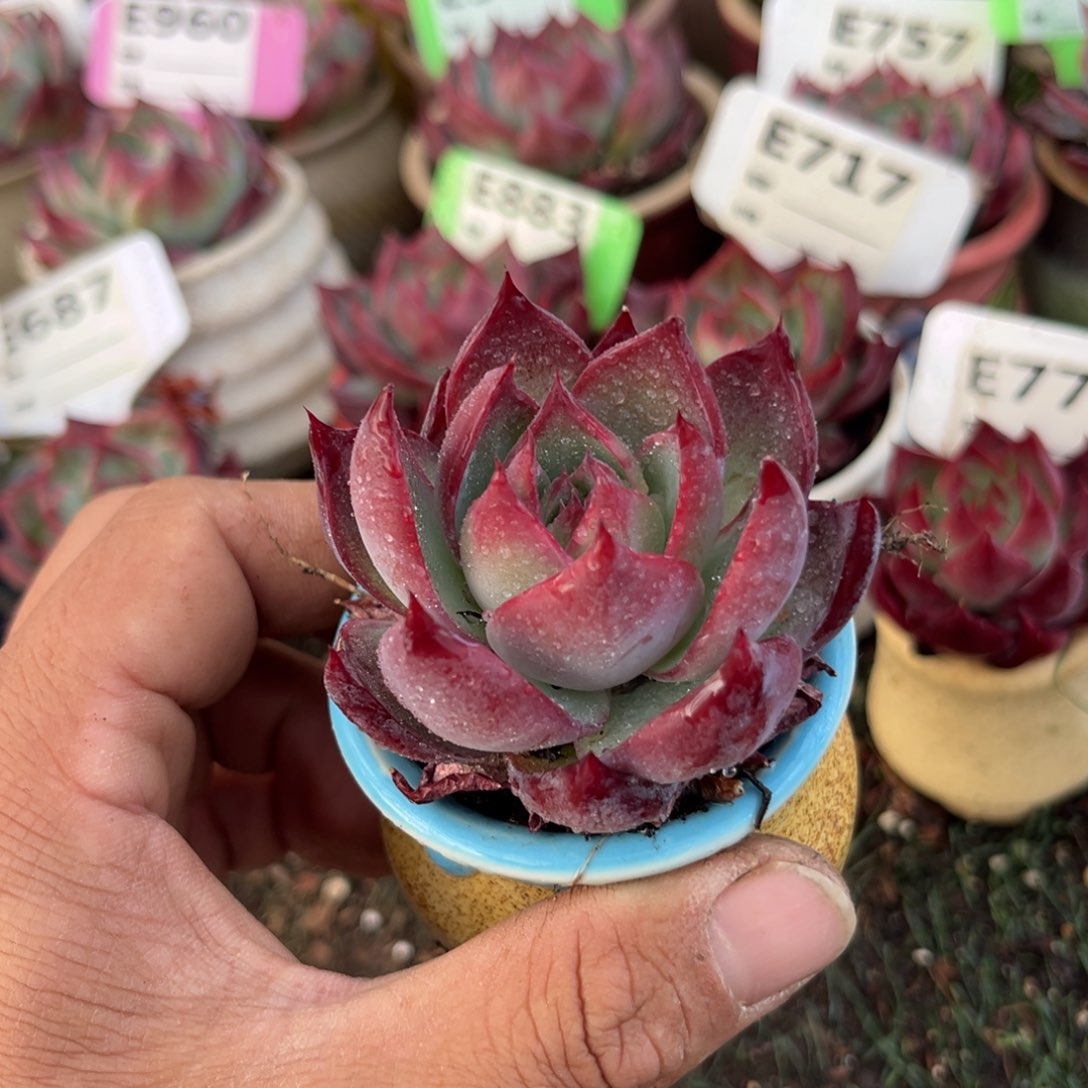 惊鸿一瞥796号多肉