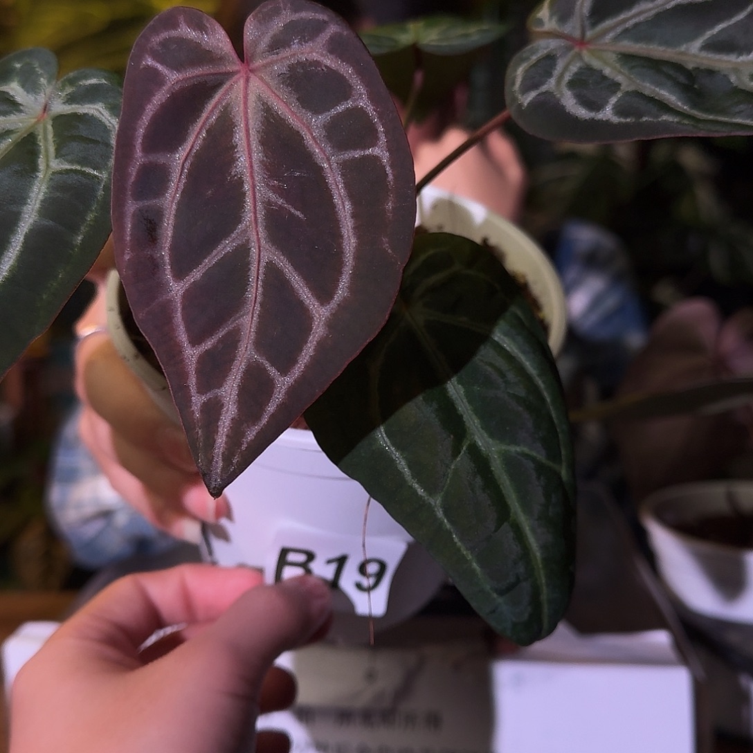 不开花植物B19米歇尔杂小钻石