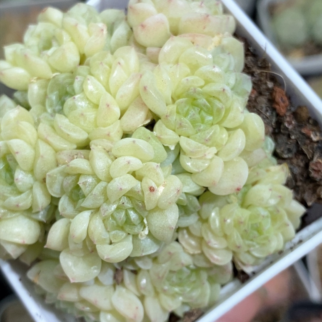 92东篱下多肉植物盆栽