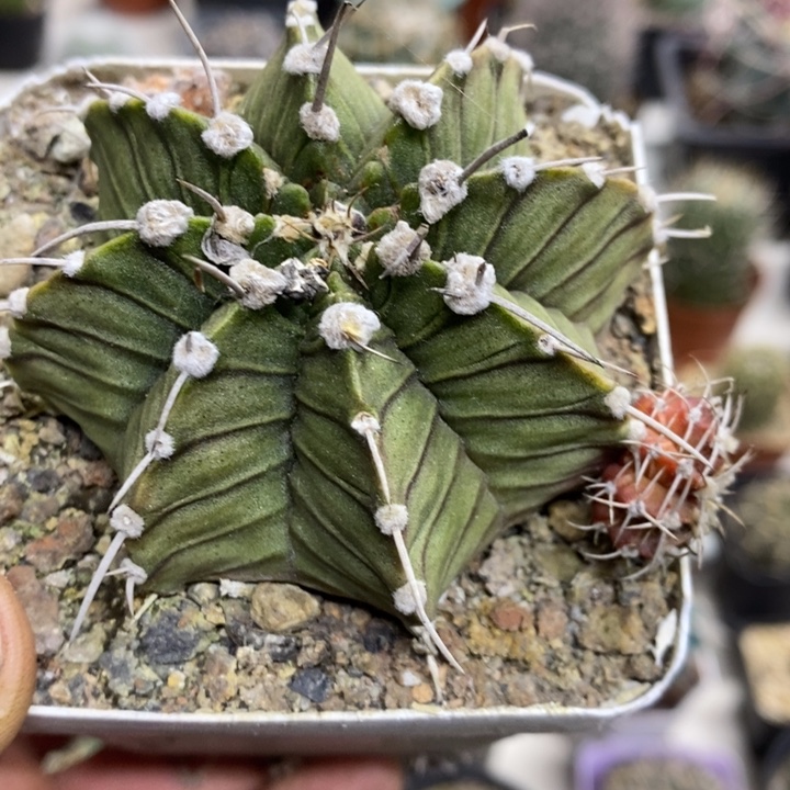 肋骨牡丹特价福利2