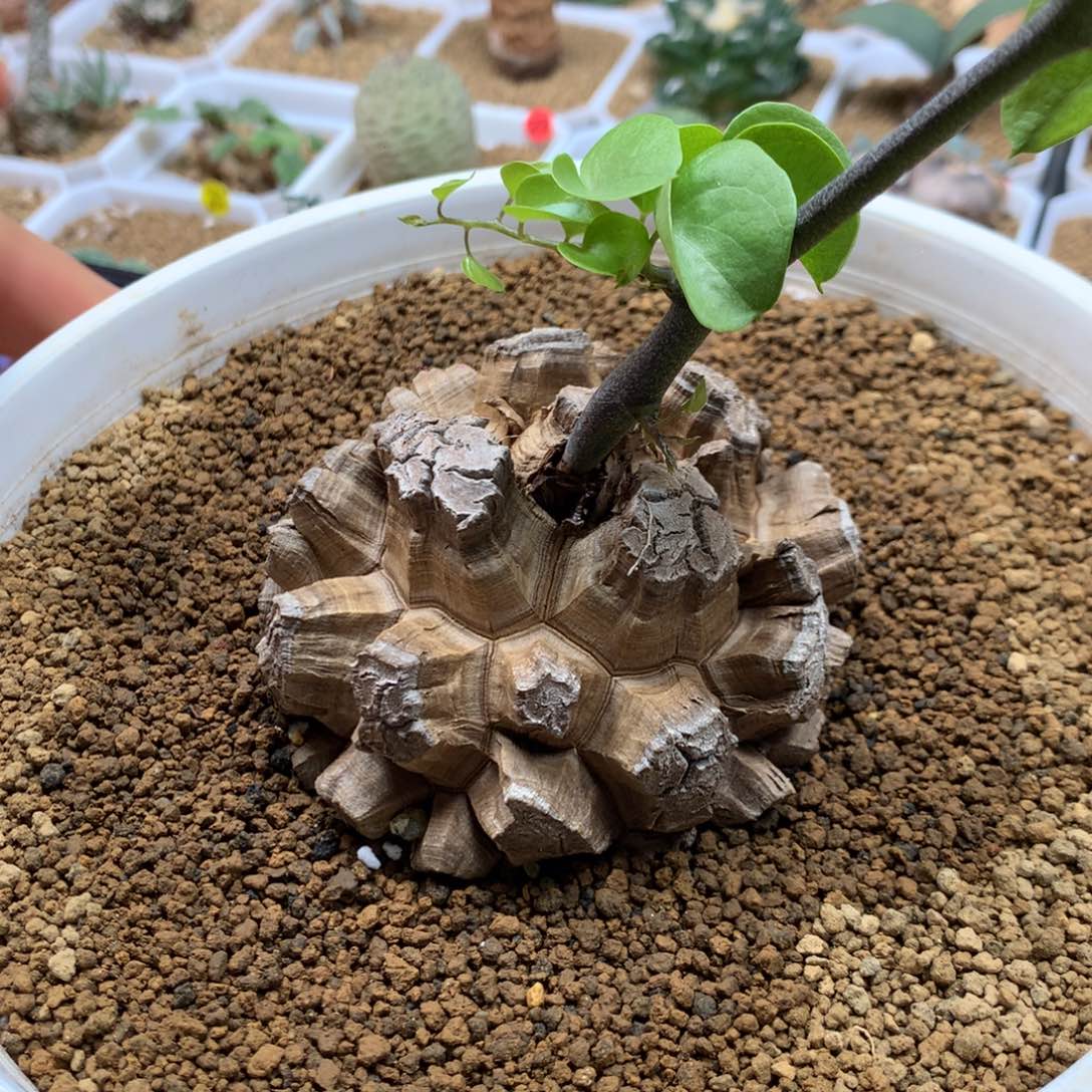 精品南非龟甲龙带盆发货