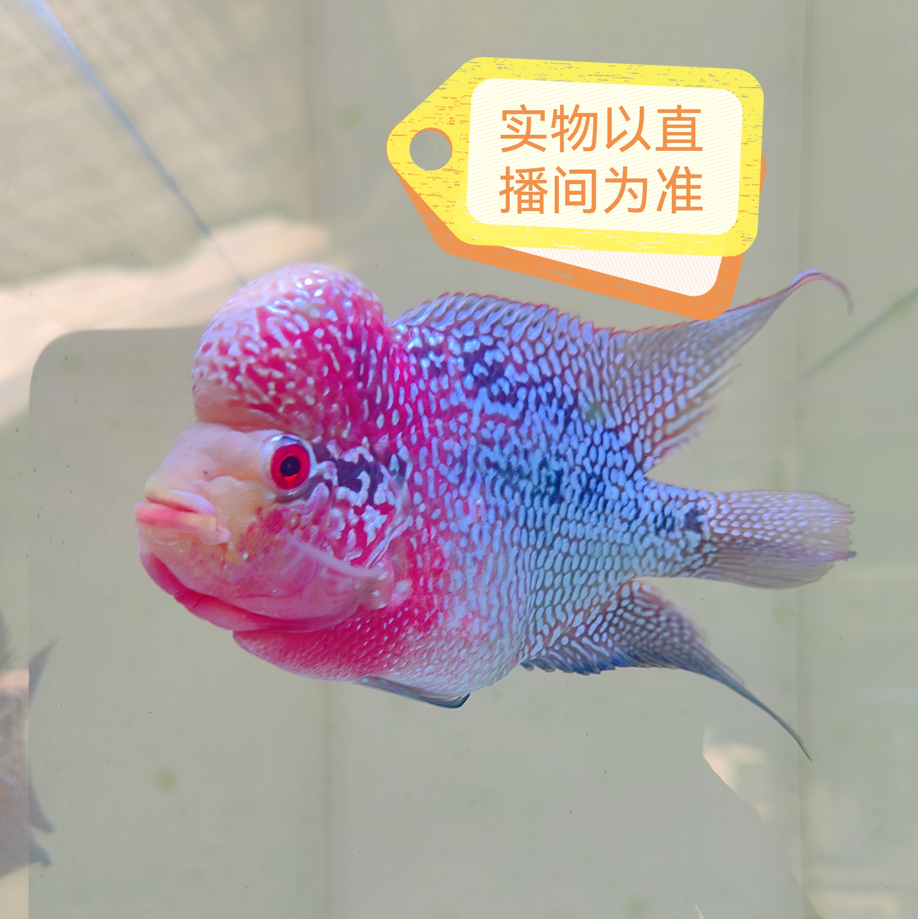 热带淡水罗汉鱼69  包路损以开箱视频为准～