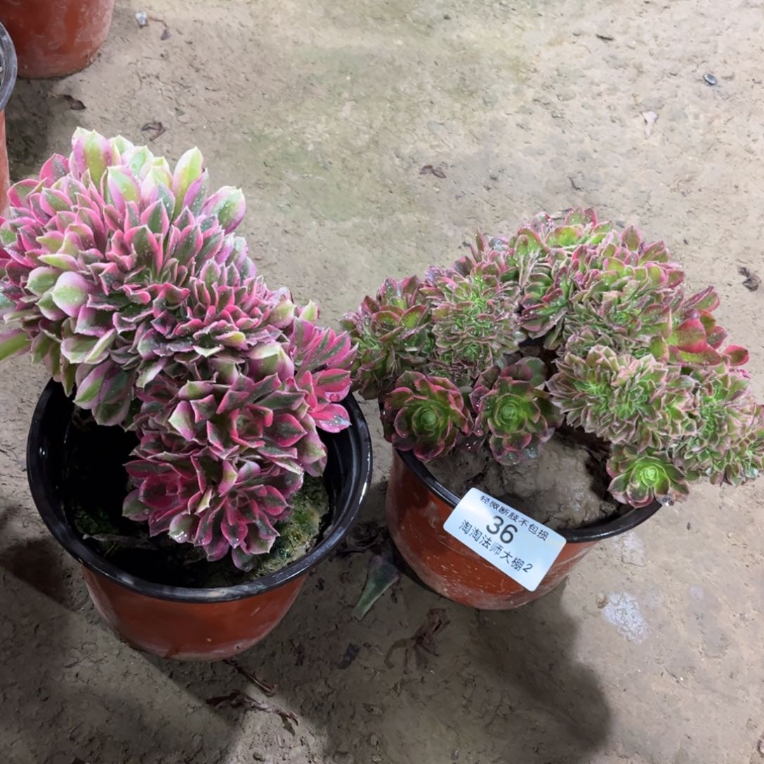 36两颗多肉植物法师