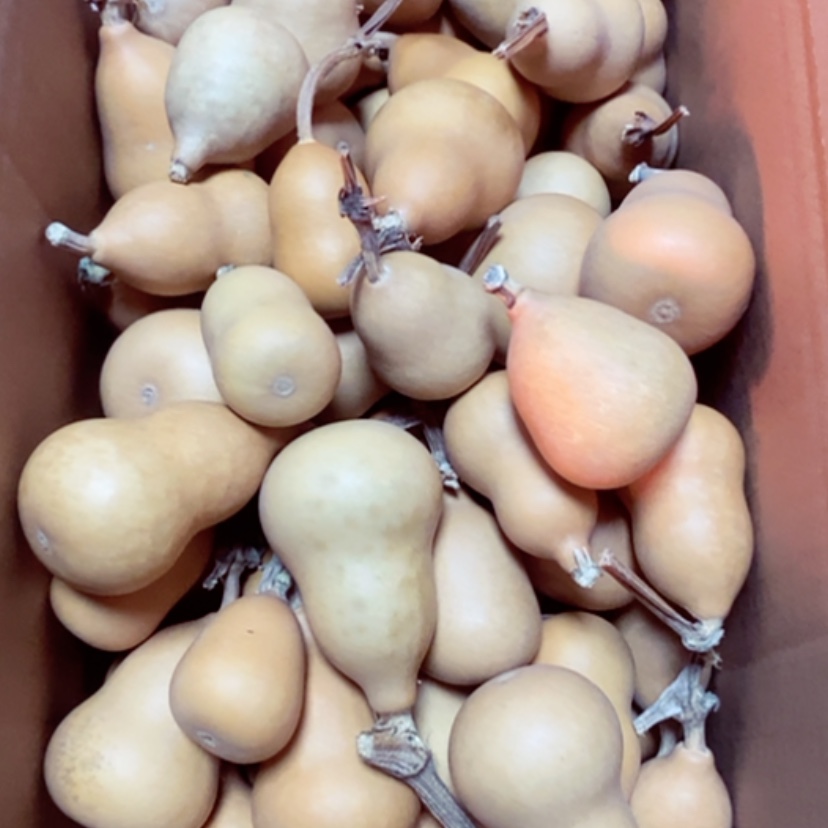 【闪购商品】100个胖墩260块钱