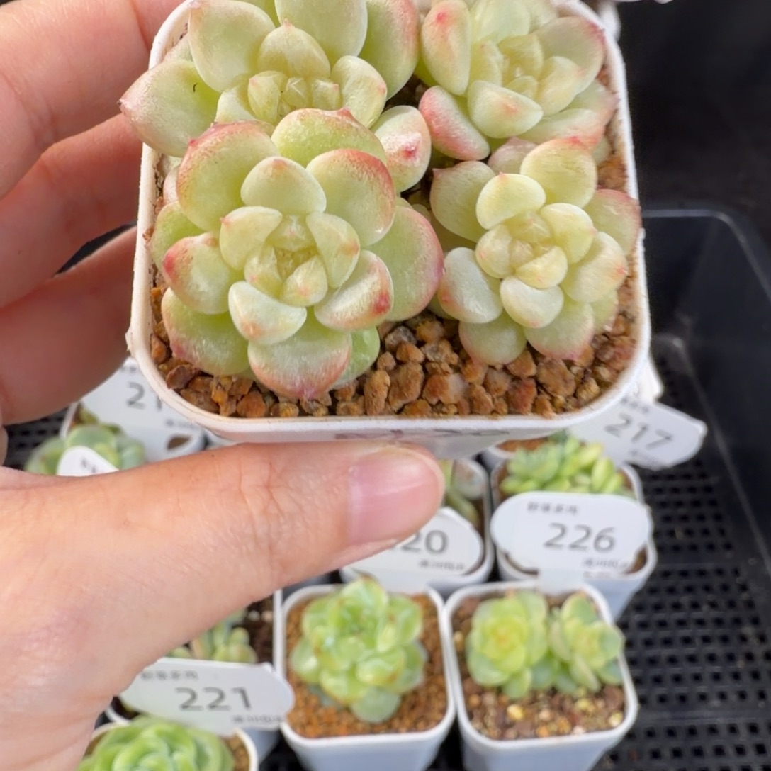 财富t20四头群222号一颗