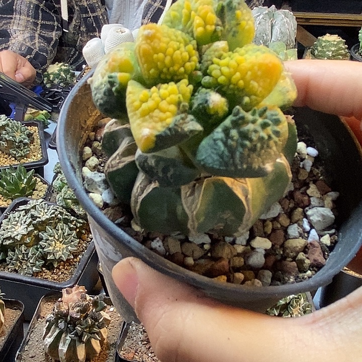 64号苗接哥斯拉锦5.3公分