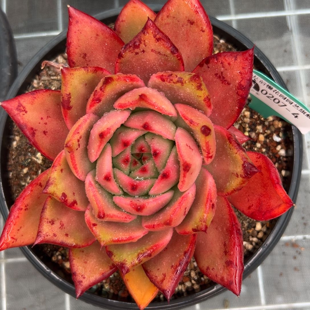 多肉一物一拍0207-4