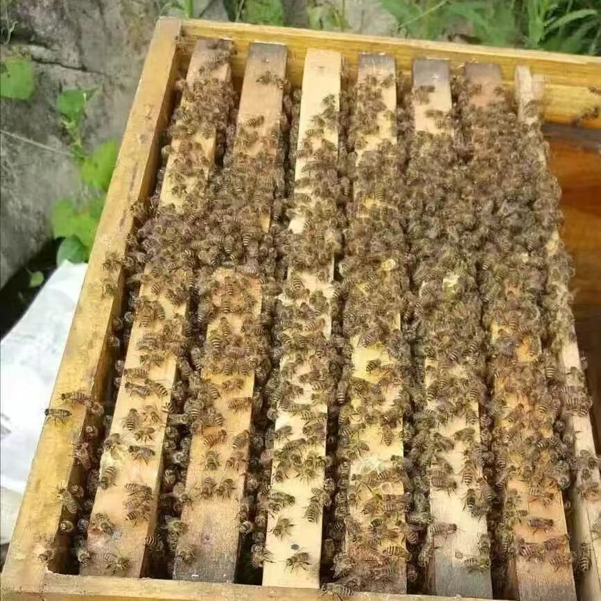 中蜂群土蜂群中蜂王出售顺丰云南省内包邮