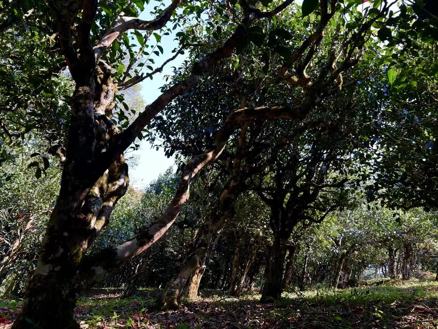 2025年老孙专用357g生茶  