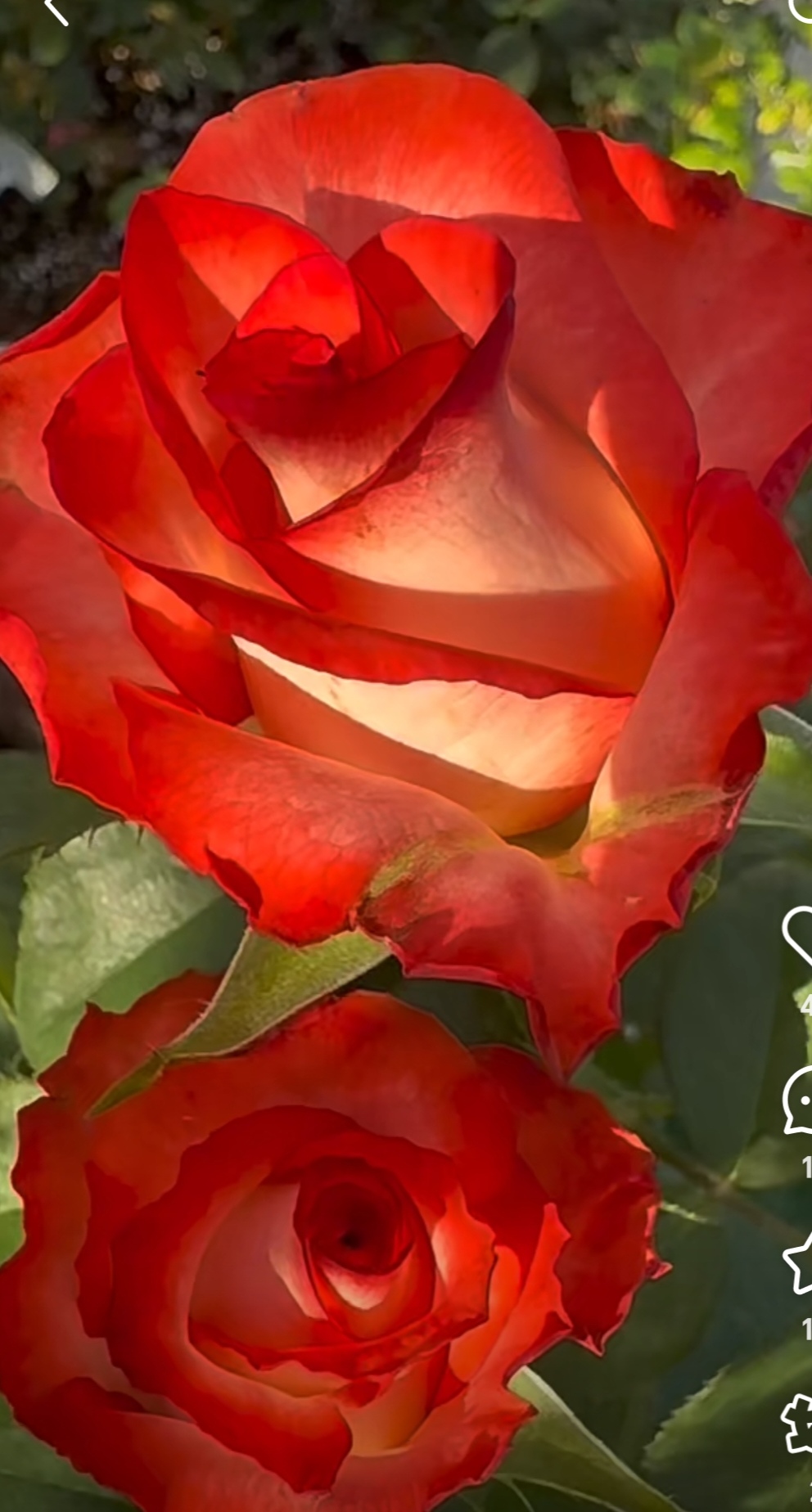 闪亮，复色玫瑰花型高脚花期久月季扦插中苗