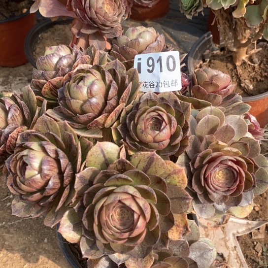 910万拉丝有瑕疵多肉