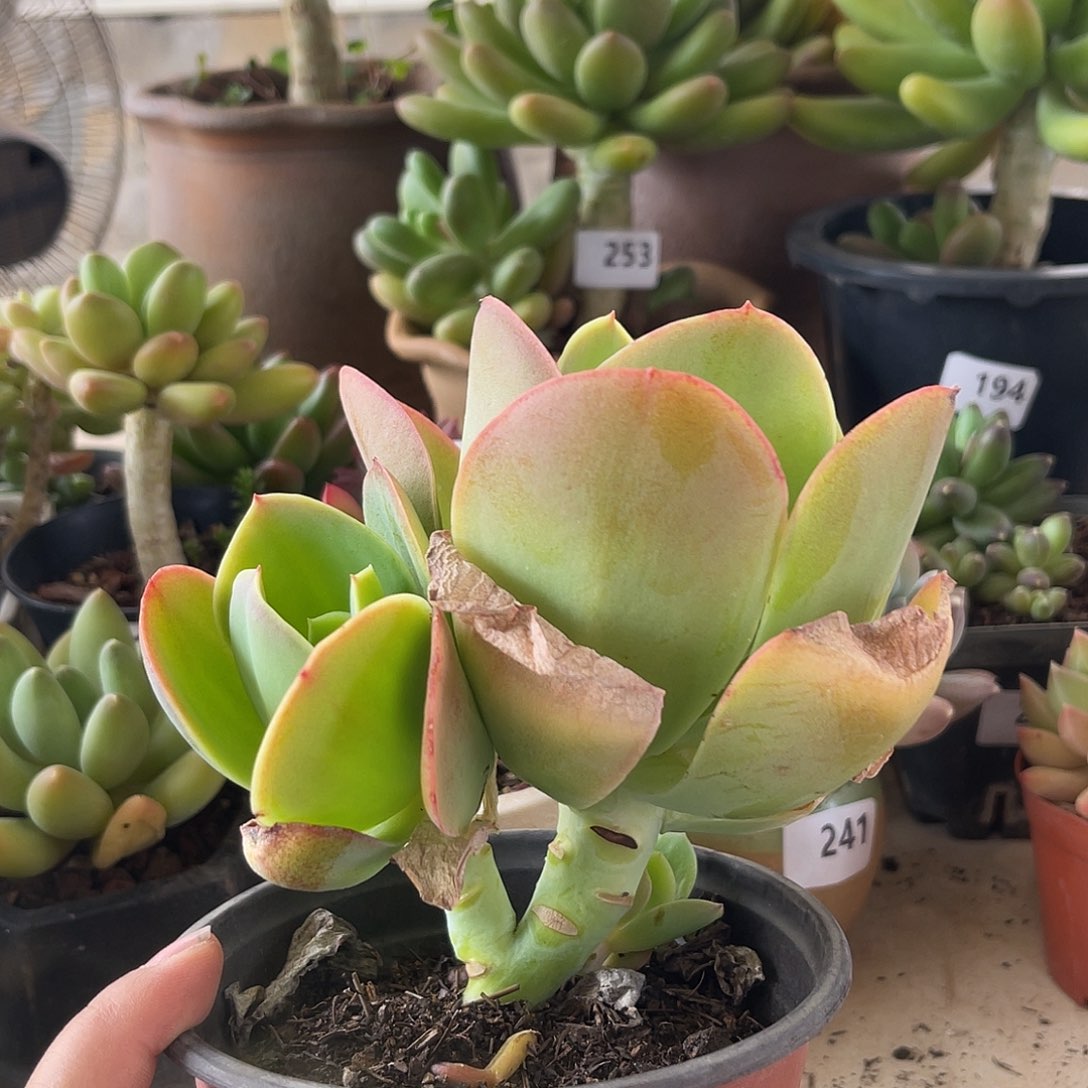 256。  柠檬卷。   111111111111