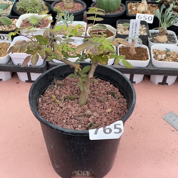 765实生滔天没药橄榄