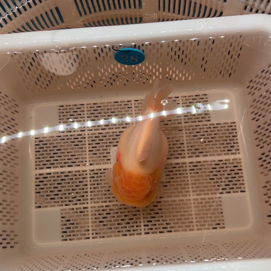 @***x海水鱼你好意思的不给