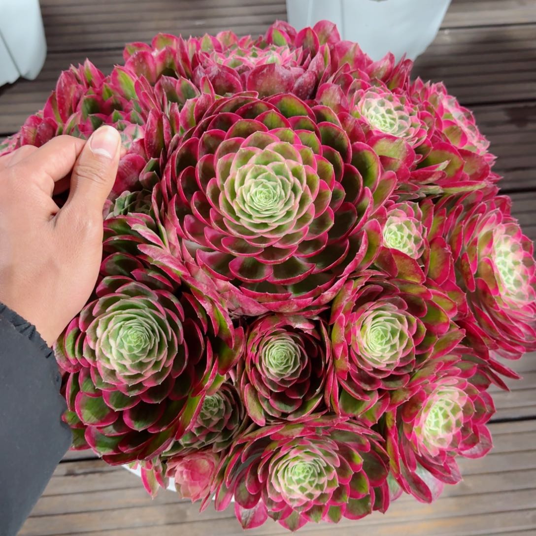 ?**?多肉植物发货发货