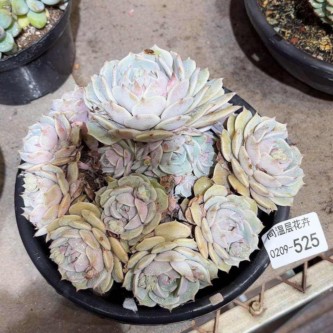 525露娜莲同温层花卉