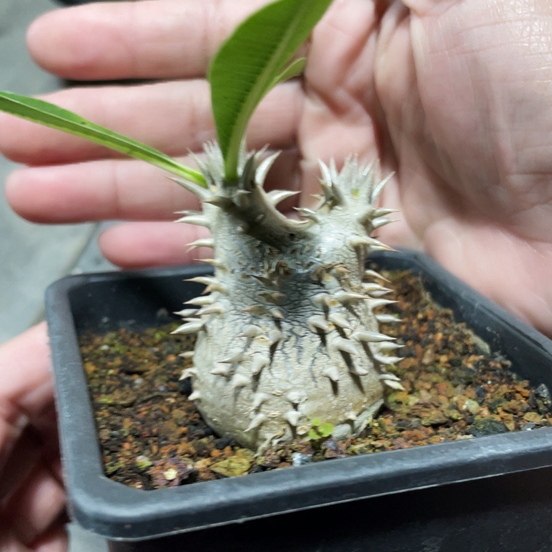 矮胖大黑666666666666