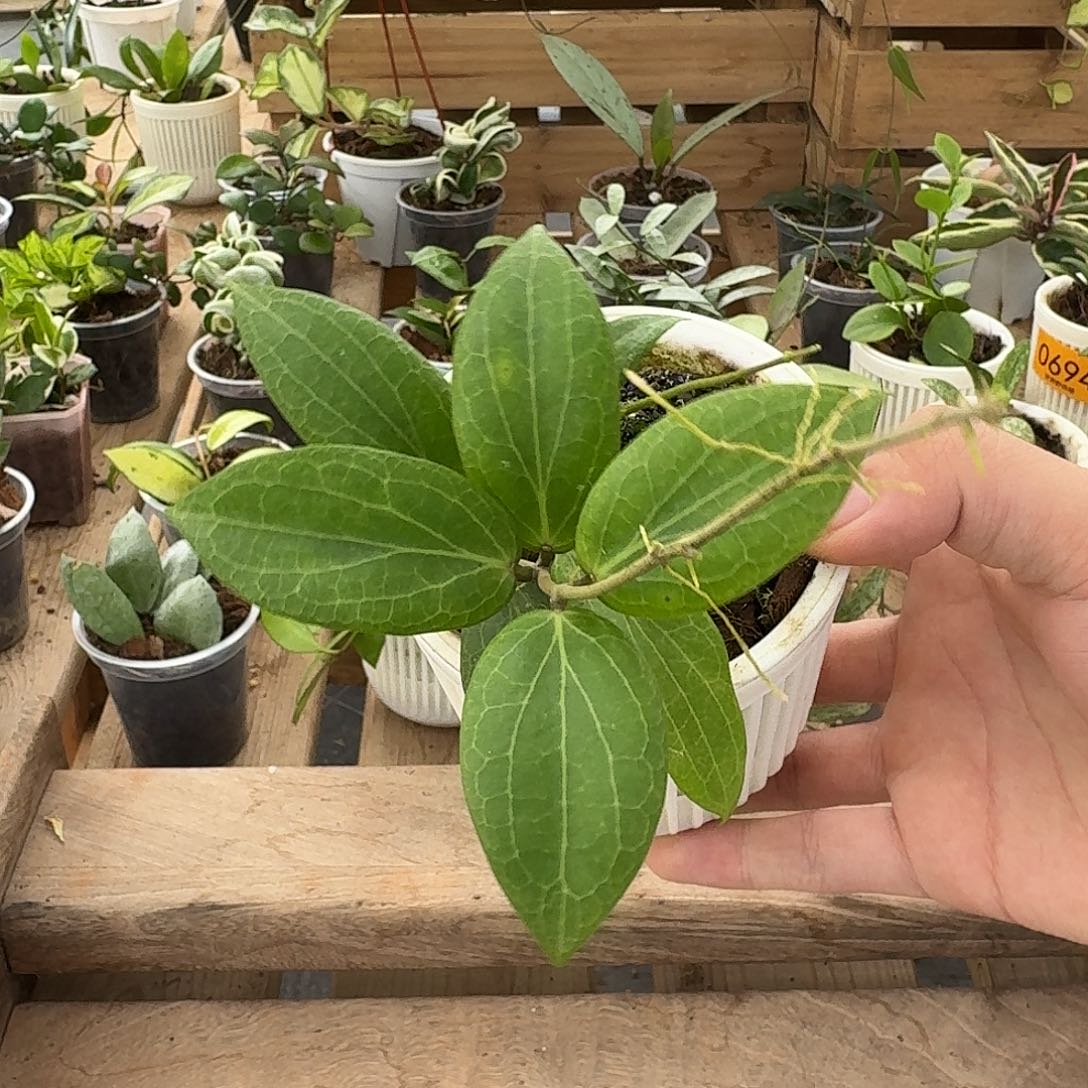 完全开放0698费氏球兰