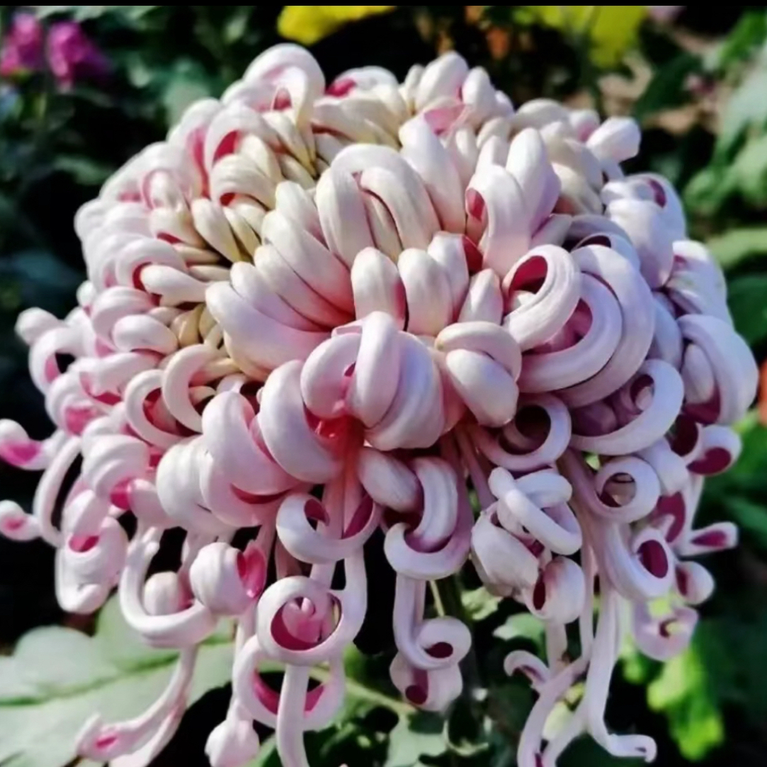 九月大花菊《紫龙卧雪》菊花大苗 品种稀缺开花漂亮