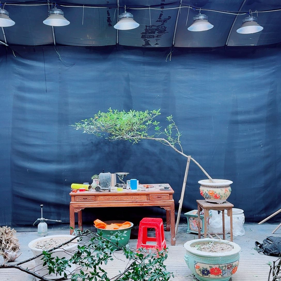 一***休无花朵高山栀子花