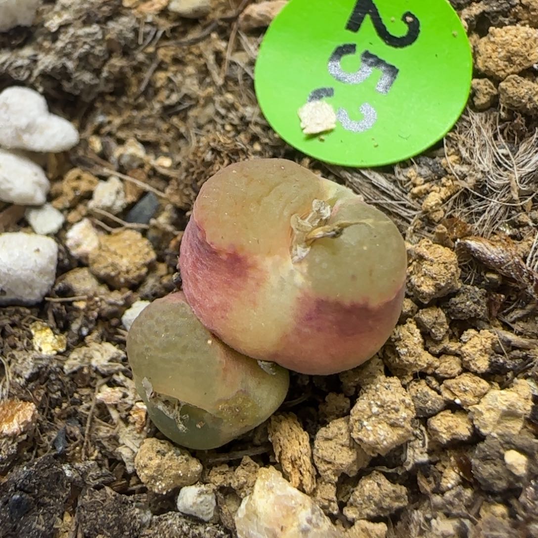 雪茄双头多肉植物253